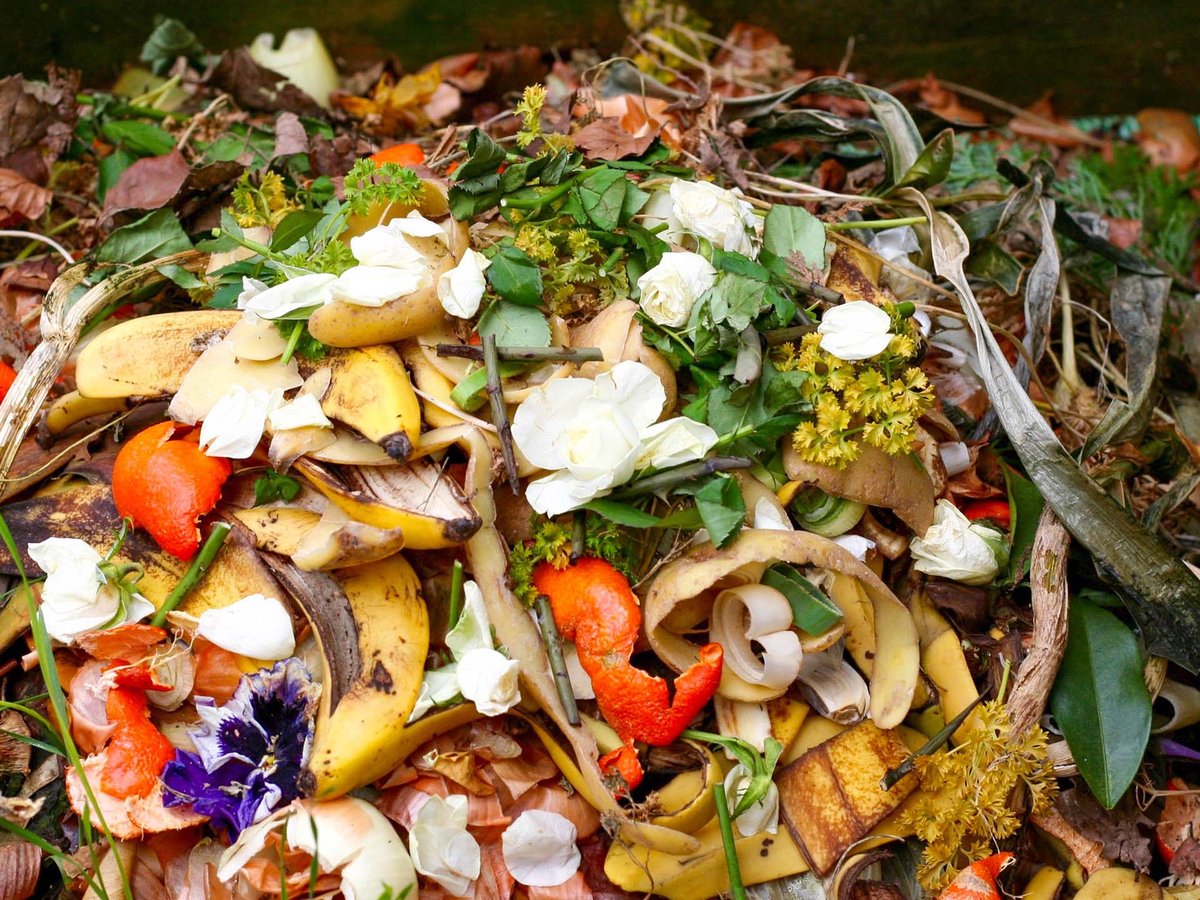pile of organic food waste